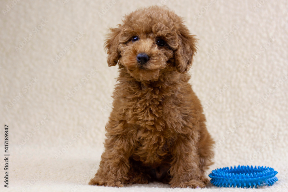 Red brown color a puppy of a toy poodle sits on a white background next to a blue toy