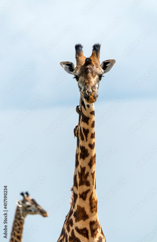 Obraz premium Giraffe (Giraffa) in Tarangine, Tanzania