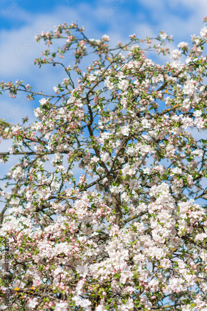 White and pink apple tree blossoms on the tree branch on blue sky background on sunny day in springtime, nature concept, narrow DOF, focus to blossoms in front White and pink apple tree blossoms on the tree branch on blue sky background on sunny day in springtime, nature concept, narrow DOF, focus to blossoms in front