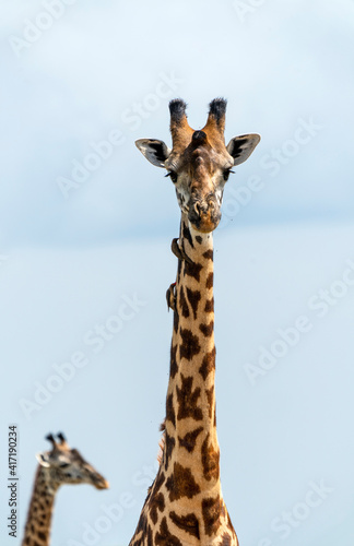 Giraffe (Giraffa) in Tarangine, Tanzania © Janos