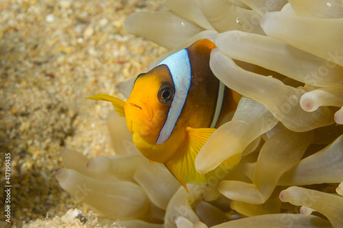 Colorful clown fish in anemone