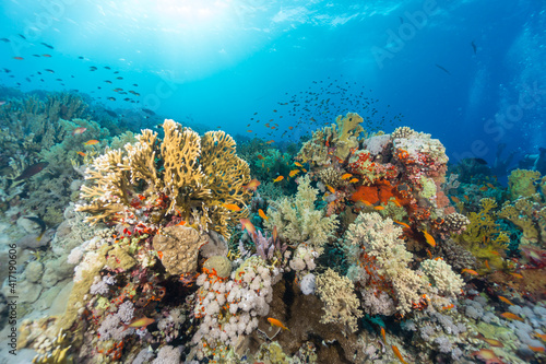 Fototapeta Naklejka Na Ścianę i Meble -  Colorful tropical coral reef