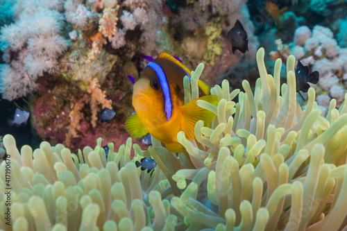 Colorful clown fish in anemone