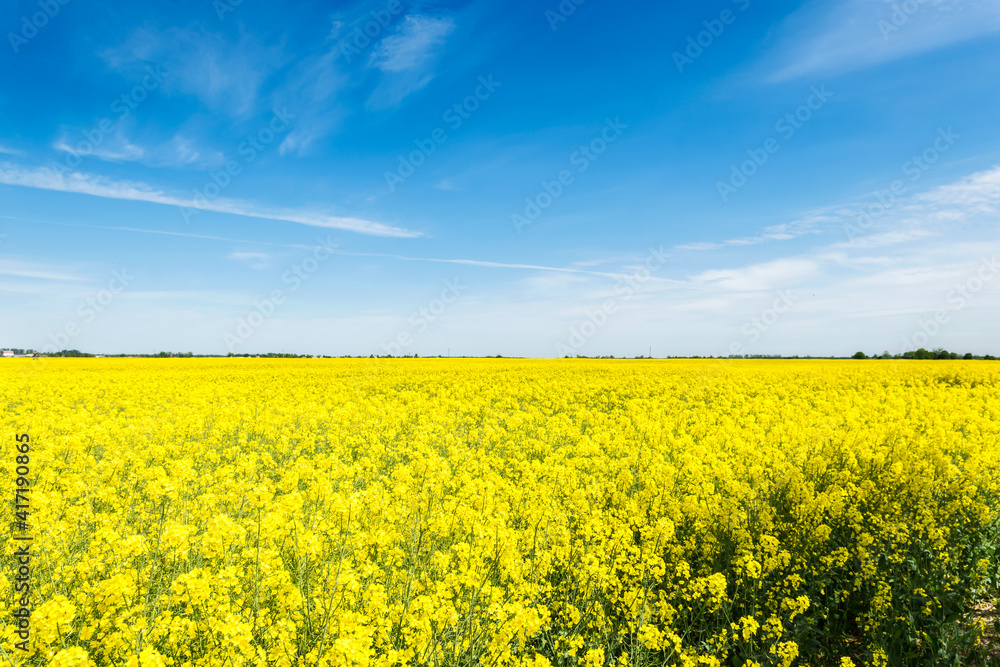 Oilseed rape  blooming in farmland  in countryside under blue sky with cirrus clouds in springtime, close-up, vertical view 