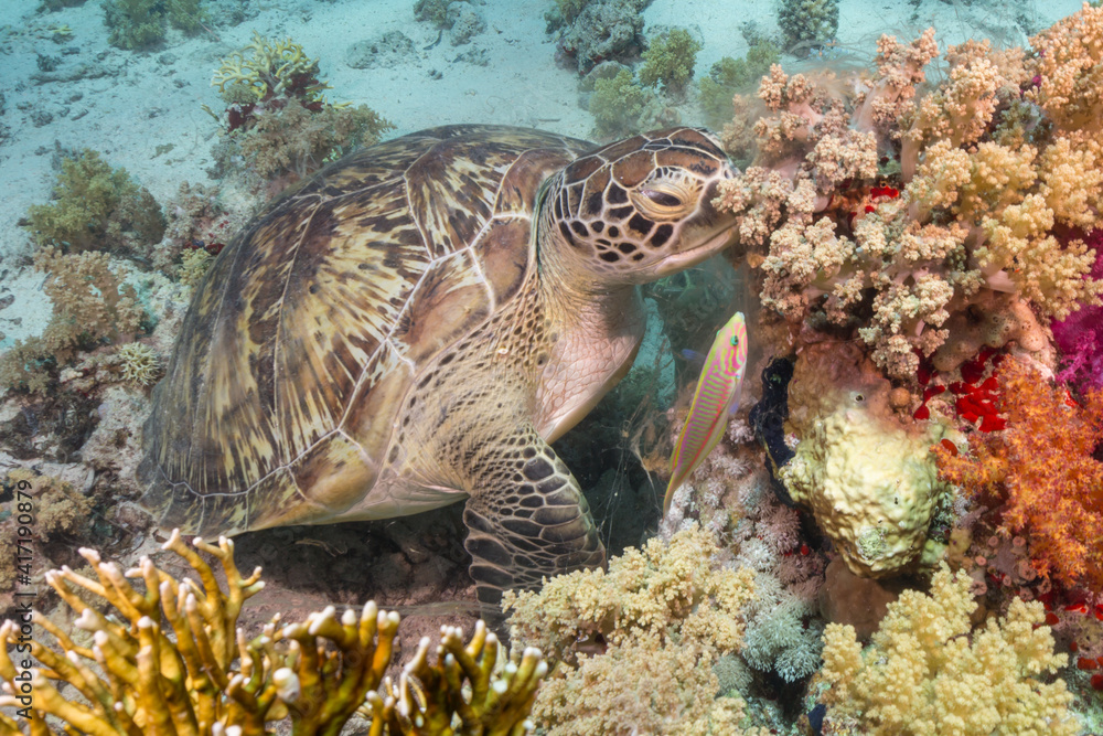 Naklejka premium Green sea turtle eating colorful coral reef