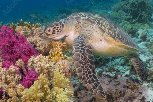 Green sea turtle eating colorful coral reef
