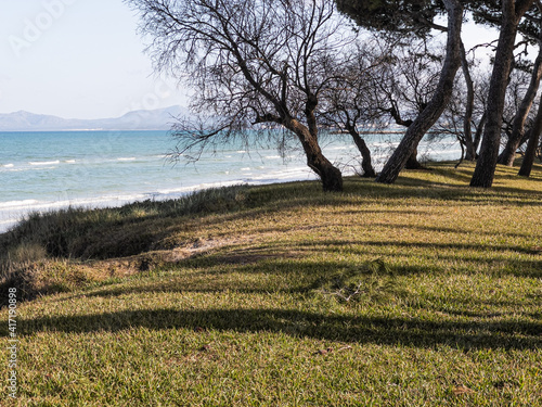 Pine trees by the sea in Playa de Muro Beach in Mallorca, Balearic Islands photo