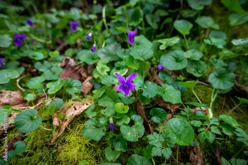 Sweet violet, blooming in early spring in France