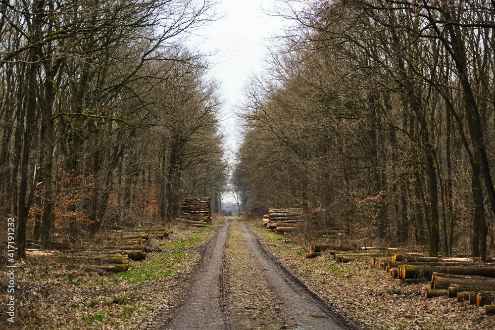 Pathway, trail through a forest with high trees, wide landscape, brown colors Pathway, trail through a forest with high trees, wide landscape, brown colors