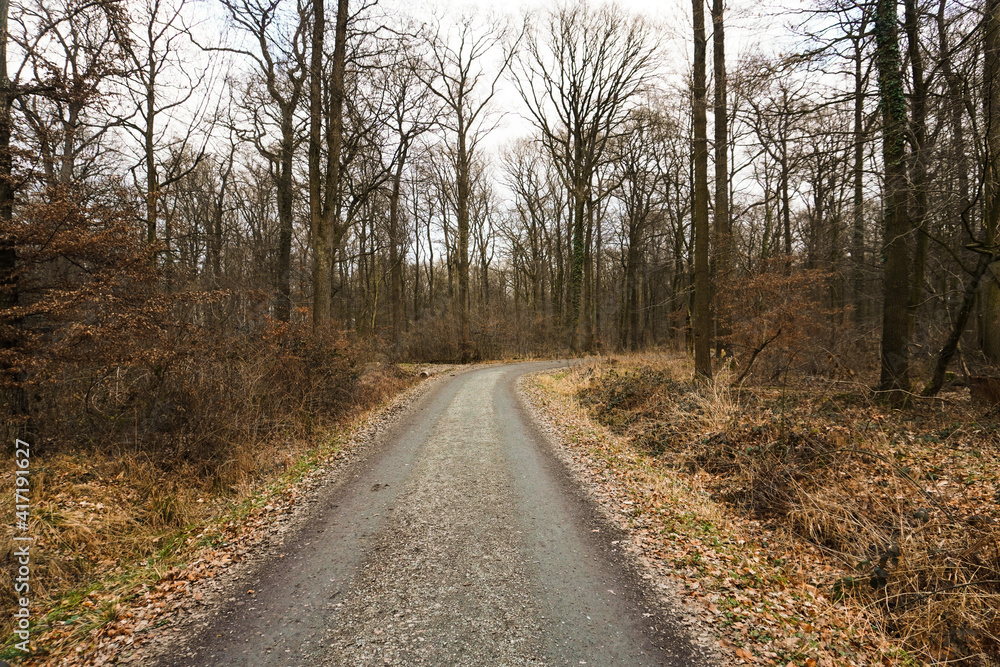Pathway, trail through a forest with high trees, wide landscape, brown colors Pathway, trail through a forest with high trees, wide landscape, brown colors