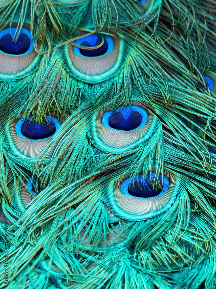 Fototapeta premium Beautiful tail feathers of a peacock bird