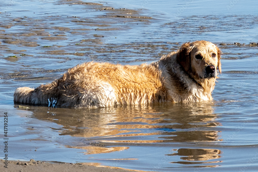 Golden Retriever dog lying in pool of water at the beach surrounded by sand and tidal water puddles close up
