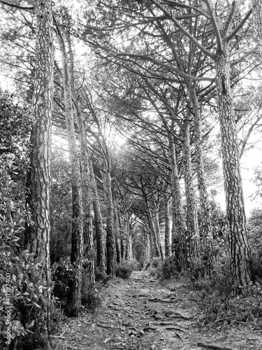 Fototapeta Naklejka Na Ścianę i Meble -  Bäume im Wald und auf Wiese in schwarz weiss
