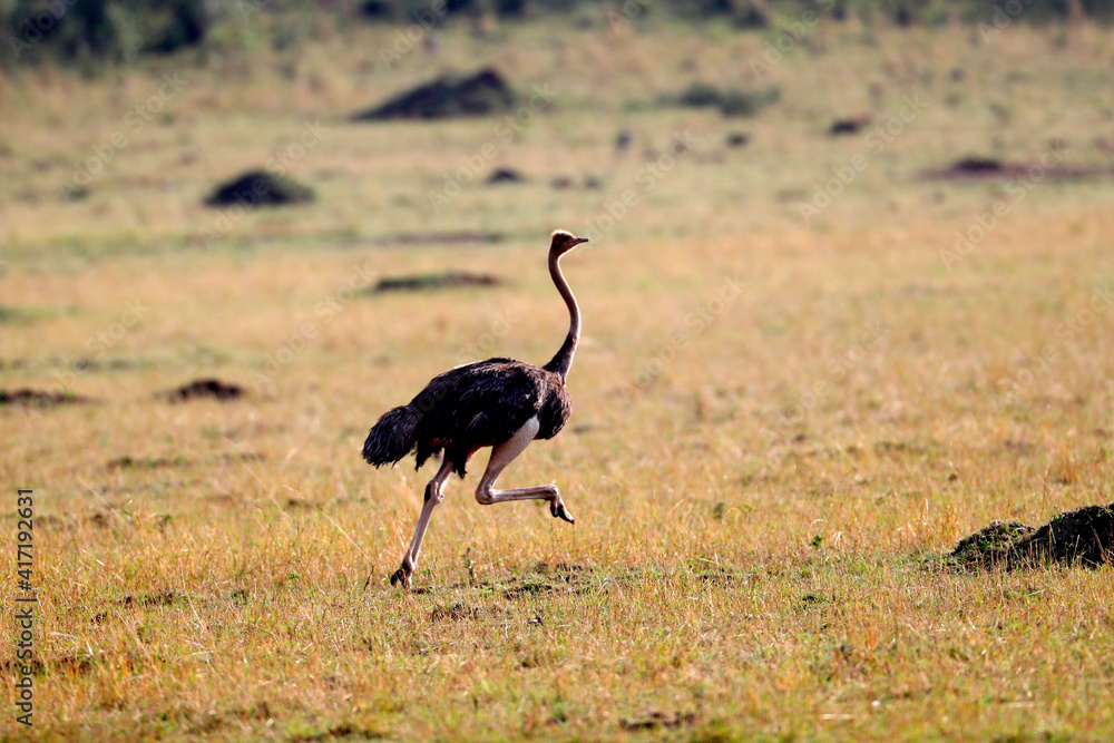 Naklejka premium Ostrich in savanna. Masai Mara game reserve. Kenya. 04.10.2010