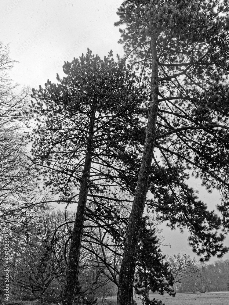 Obraz premium Bäume im Wald und auf Wiese in schwarz weiss