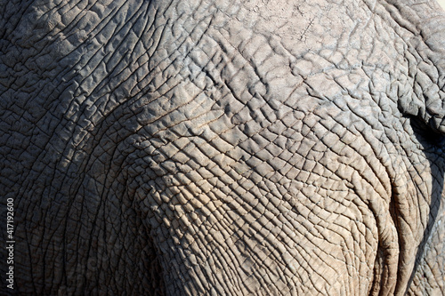 African Elephant (Loxodonta africana). Close-up of tail. Masai Mara game reserve. Kenya. 04.10.2010