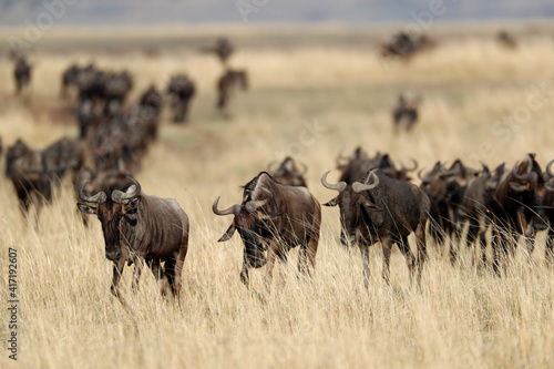 Fototapeta Naklejka Na Ścianę i Meble -  Blue Wildebeest (Connochaetes taurinus) herd migrating through savanna.  Masai Mara game reserve. Kenya.  04.10.2010