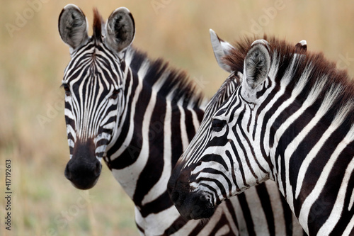 Fototapeta Naklejka Na Ścianę i Meble -  Two Zebras (Equus burchellii) at savanna. Masai Mara game reserve. Kenya.  04.10.2010