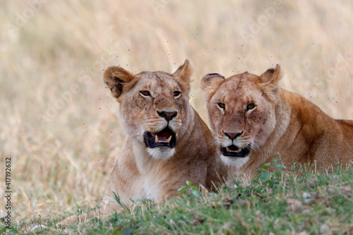 Lioness (Panthera leo) in savanna. Masai Mara game reserve. Kenya. 04.10.2010