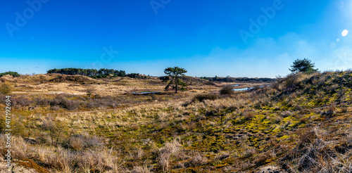 wide panorama image of evergreen green next to small pond of water in dutch dune area national park