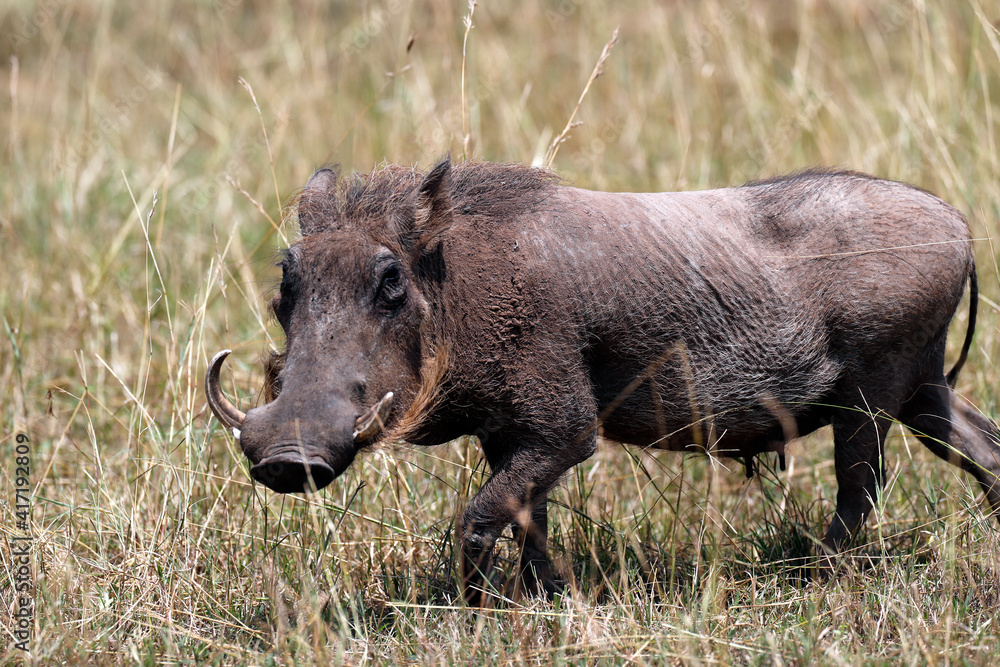 Warthog ( Phacochoerus ). Masai Mara National Park. Kenya. 04.10.2010 Warthog ( Phacochoerus ). Masai Mara National Park. Kenya. 04.10.2010