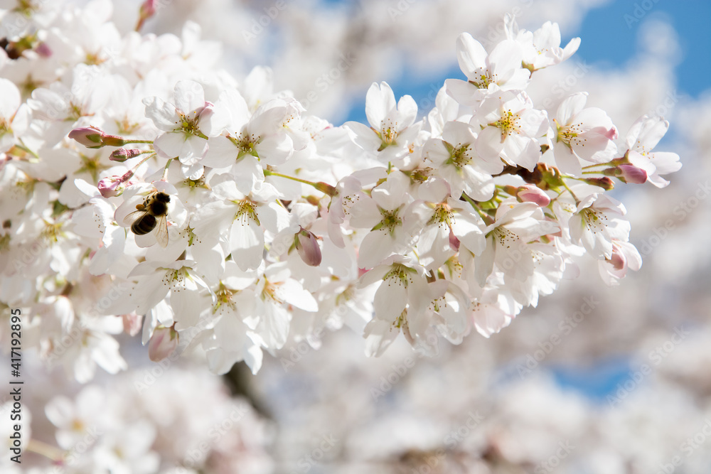 Full, lovely white and pink sakura blossoms against the blue sky. A bee is sitting on a branch. Background.