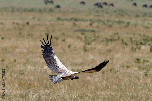 Vulture in flight. Masai Mara National Park. Kenya. 04.10.2010