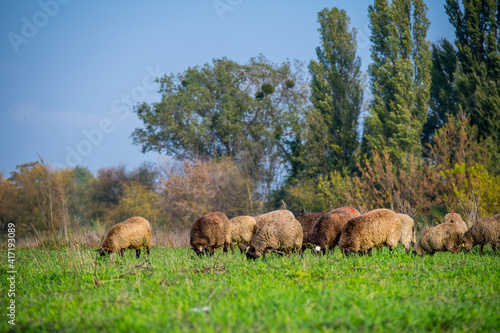 Sheep herd at green field, home farm