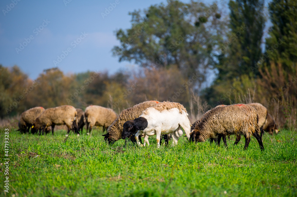 Sheep herd at green field, home farm