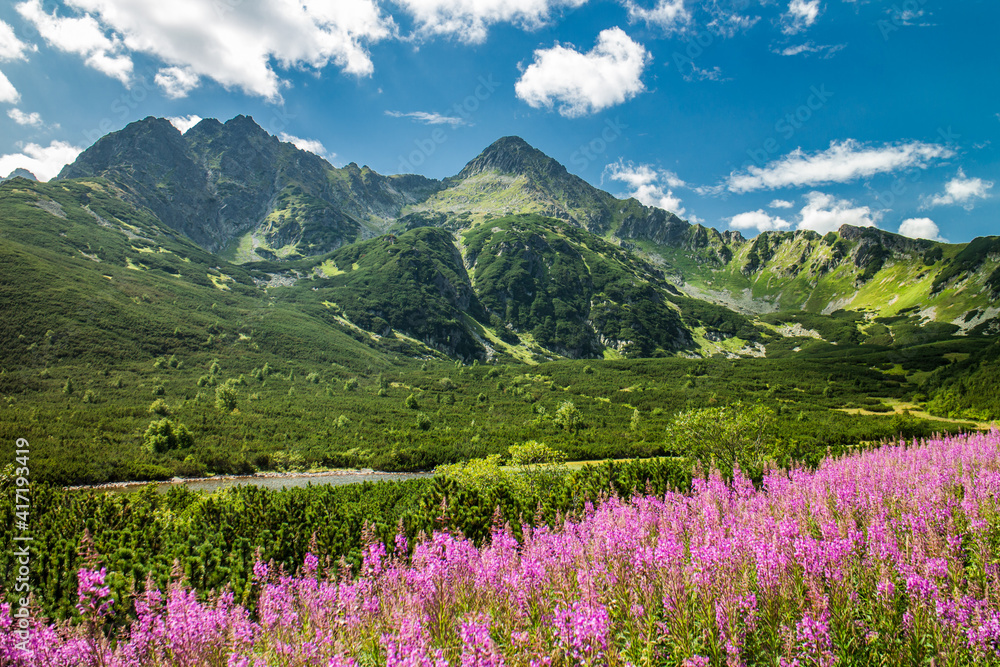 Alpine peaks on a sunny day with blue sky and pink flowers