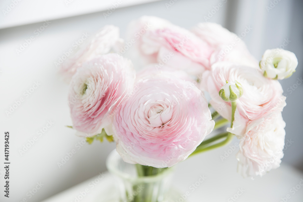the Bouquet of pale pink Persian buttercups isolated on pale gray. the Bouquet of pale pink Persian buttercups isolated on pale gray.