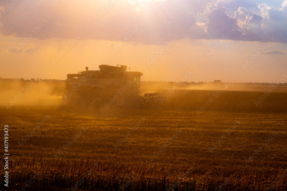 combines on the field harvest wheat, agriculture, Russian fields, harvesting in the evening.