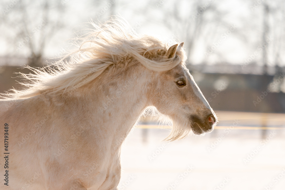 Obraz premium Amazing stunning palomino stallion mare of welsh cob pony on snow.
