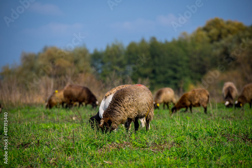 Fototapeta Naklejka Na Ścianę i Meble -  Sheep herd at green field, home farm