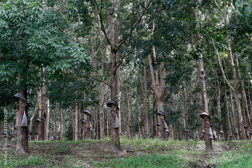Fototapeta premium Rubber tree plantation, Kon Tum. Vietnam. 11.08.2017