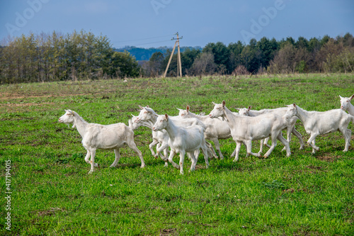 White goats in a meadow of a goat farm