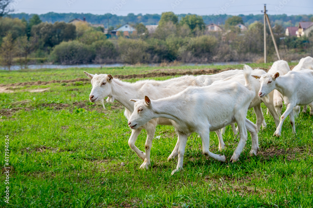 White goats in a meadow of a goat farm