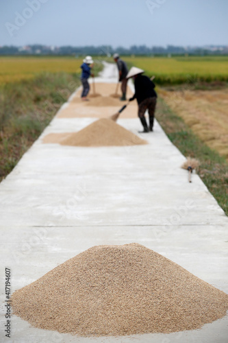 Argiculture. Rice harvest. Farmers drying rice on road. Hoi An. Vietnam. 11.08.2017