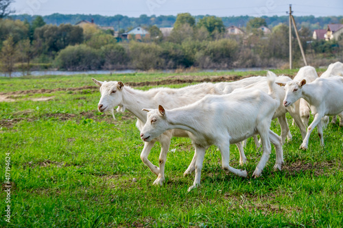 Fototapeta Naklejka Na Ścianę i Meble -  White goats in a meadow of a goat farm