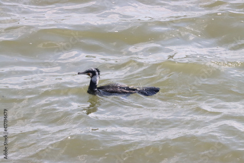 cormorant bird fishing in Mantua lake cormorant bird fishing in Mantua lake
