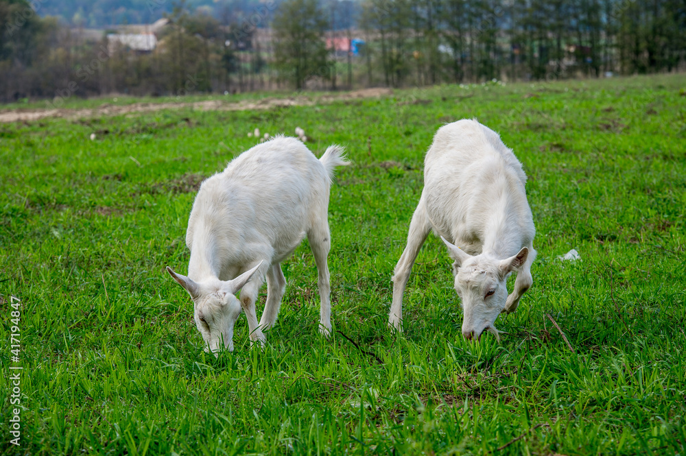 White goats in a meadow of a goat farm White goats in a meadow of a goat farm