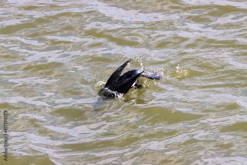 cormorant bird fishing in Mantua lake cormorant bird fishing in Mantua lake