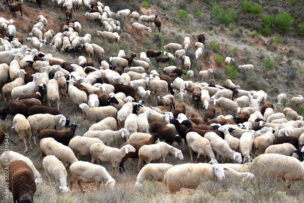 Fototapeta premium Flock of white and brown sheep grazing. Mountain area in Calahorra, La Rioja.