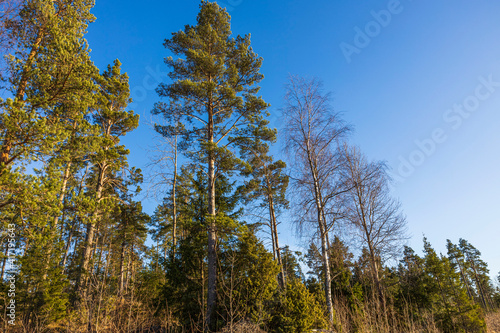 Beautiful view of forest trees tops on blue sky background. Sweden.