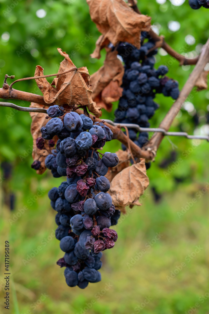 red grapes on vine, red wine grapes
