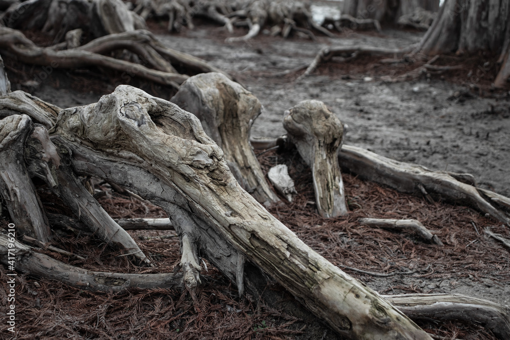 Twisted cypress tree roots on a coastal cliff Twisted cypress tree roots on a coastal cliff