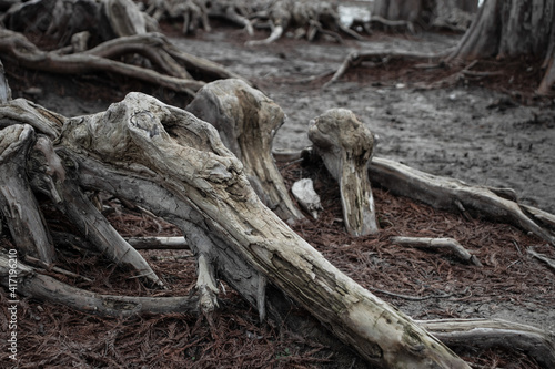 Twisted cypress tree roots on a coastal cliff
