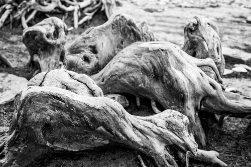 Twisted cypress tree roots on a coastal cliff