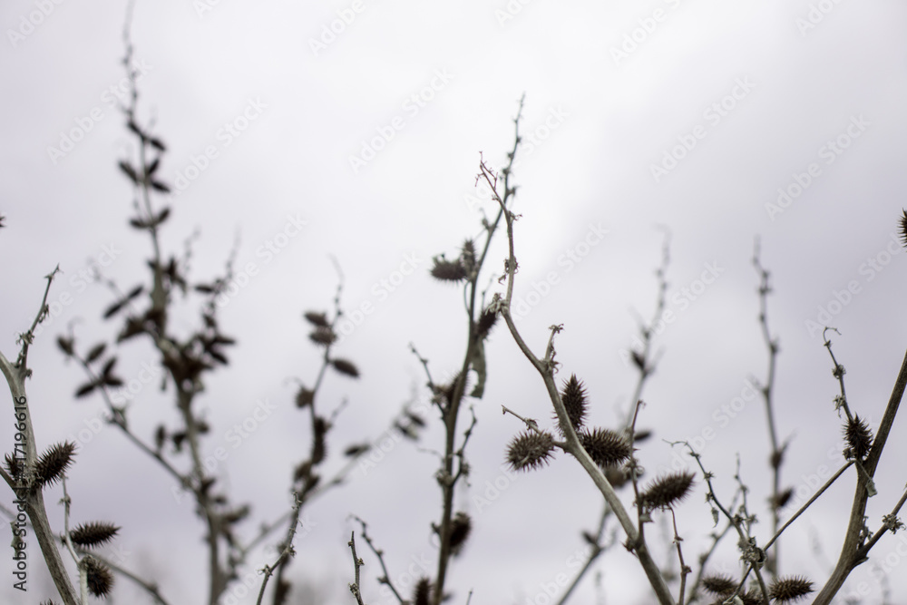 Dry thorns in the field