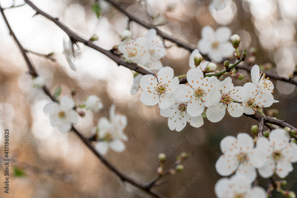Fototapeta premium fiore di pesco